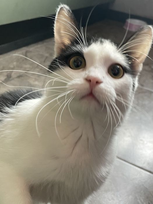 Отдам котенка в хорошие руки