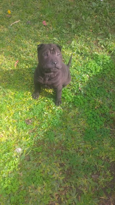 Shar pei fêmea linda