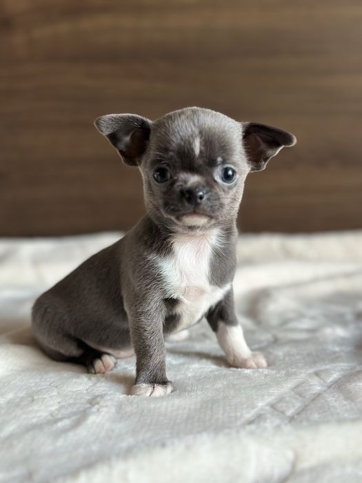 CHIHUAHUA dziewczynka mini  :)