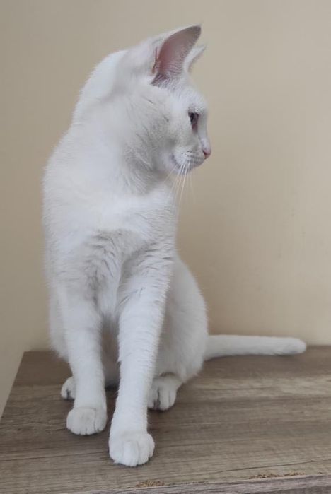 Кошка с голубыми глазами Бесплатно