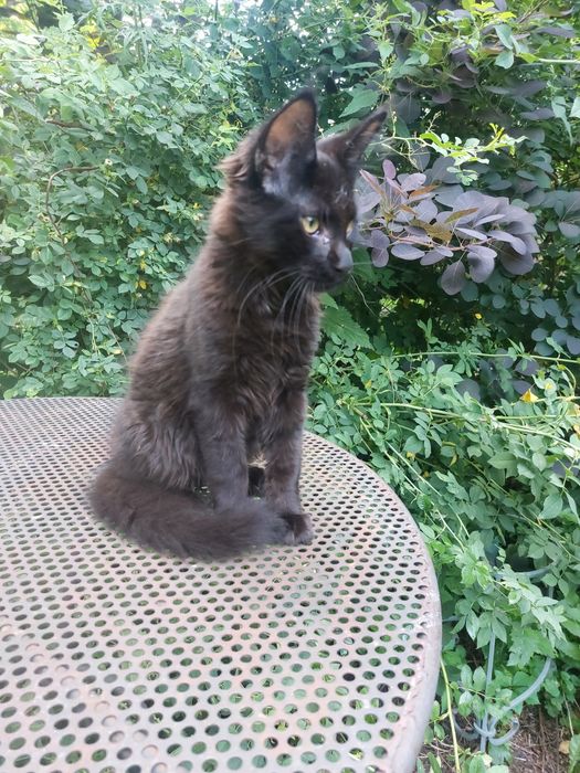3miesieczny kocurek czarny, MAINE COON