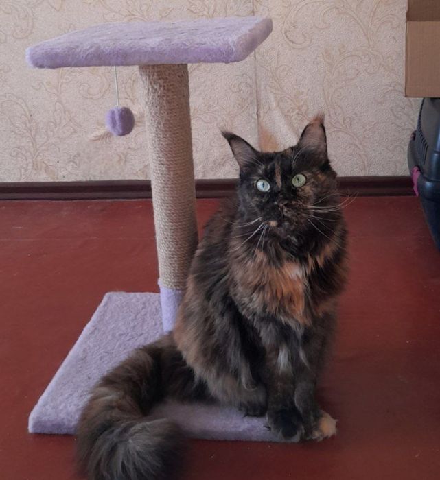 Передержка котов в квартире передержка животных