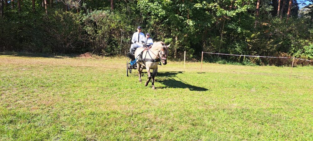 Klacze programowe Konika Polskiego