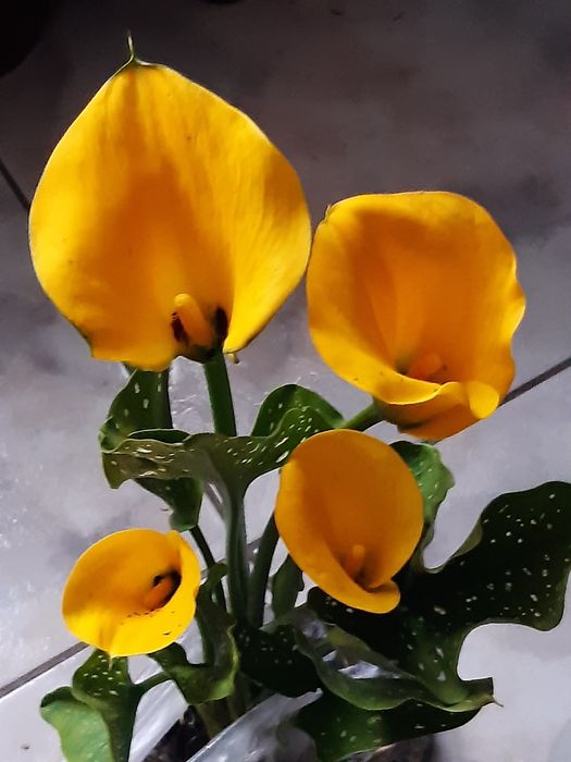 Елегантні кали з красивими квітами