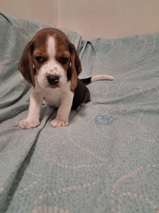 Продам щенков бигля