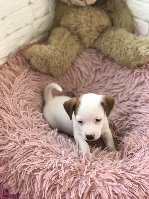 Джек рассел терьер чекає саме на вас