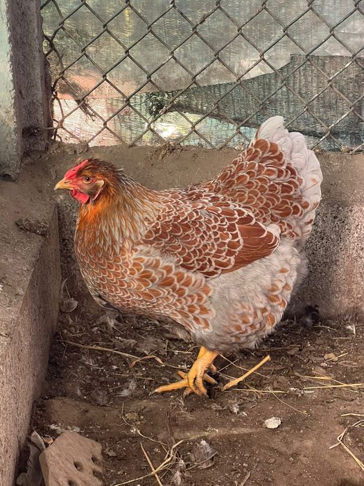 Ovos wyandotte vende se