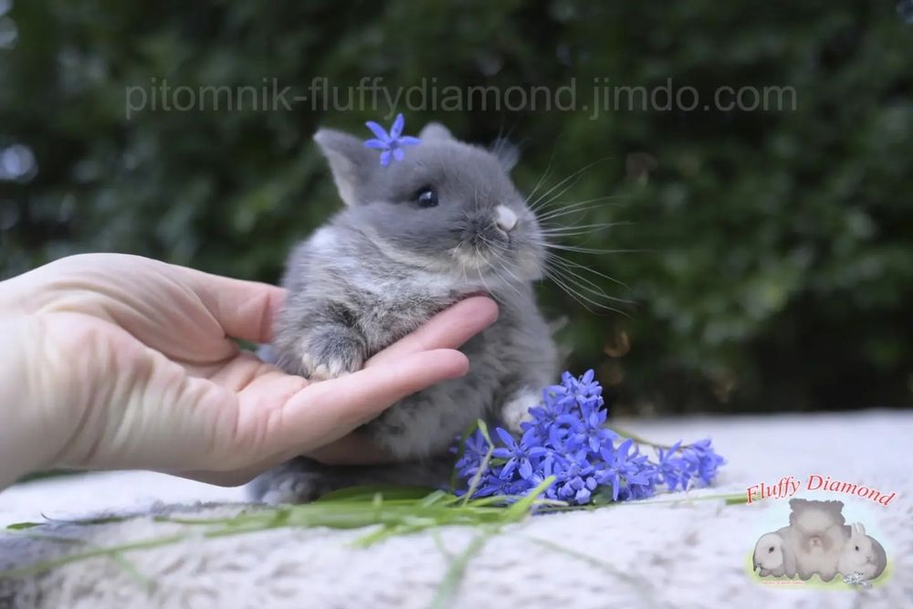 Дівчинка Netherland Dwarf Rabbit (Нідерландський Карликовий Кролик)
