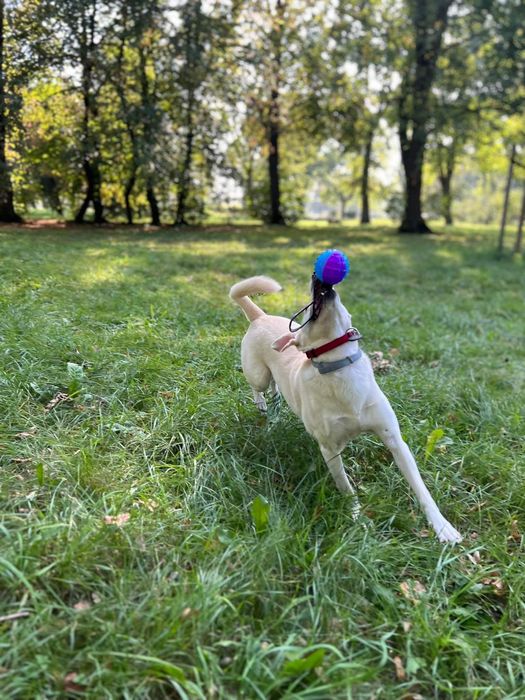 Sunia Niki do adopcji