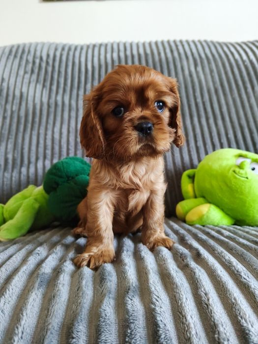 Cavalier King Charles Spaniel