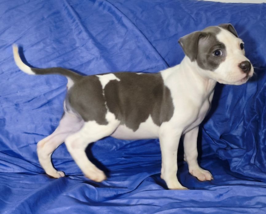 American Staffordshire Terrier fêmea blue
