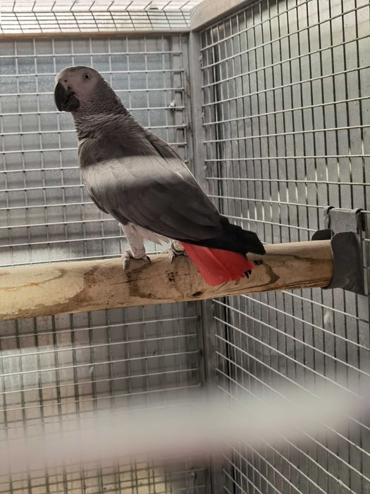 Casais Papagaios Cinzentos de Cauda Vermelha