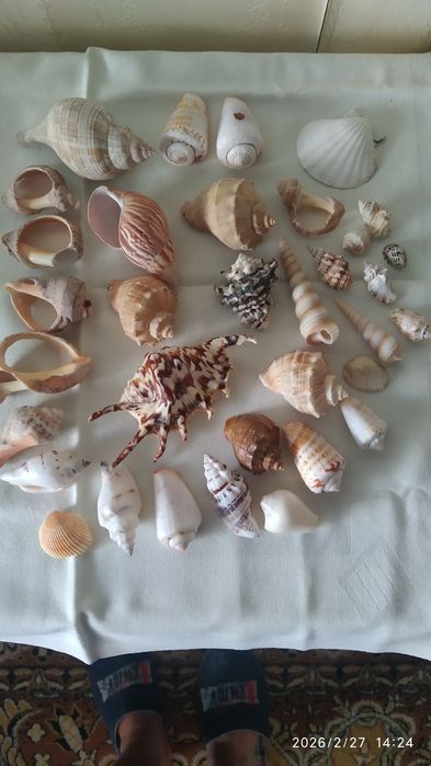 Ракушки в аквариум