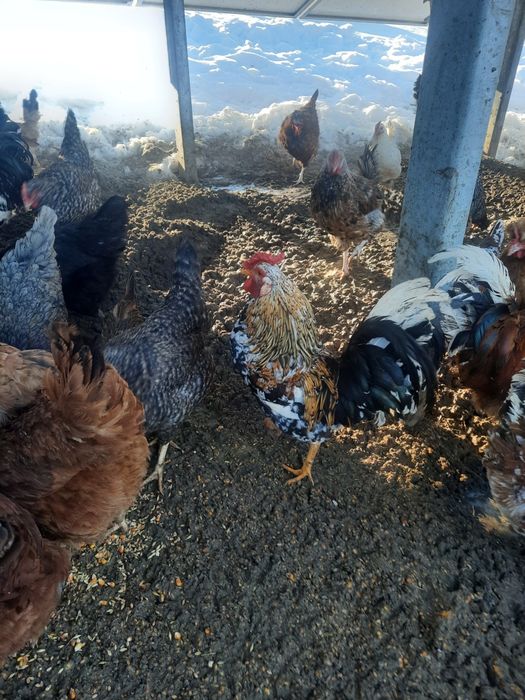 Jajka legowe czubatki staropolskiej