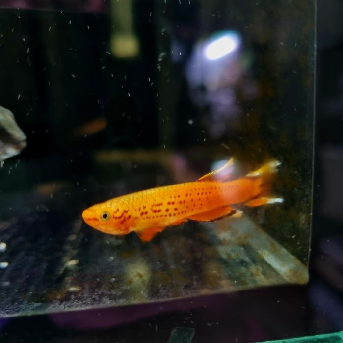 Proporczykowiec z kap lopez