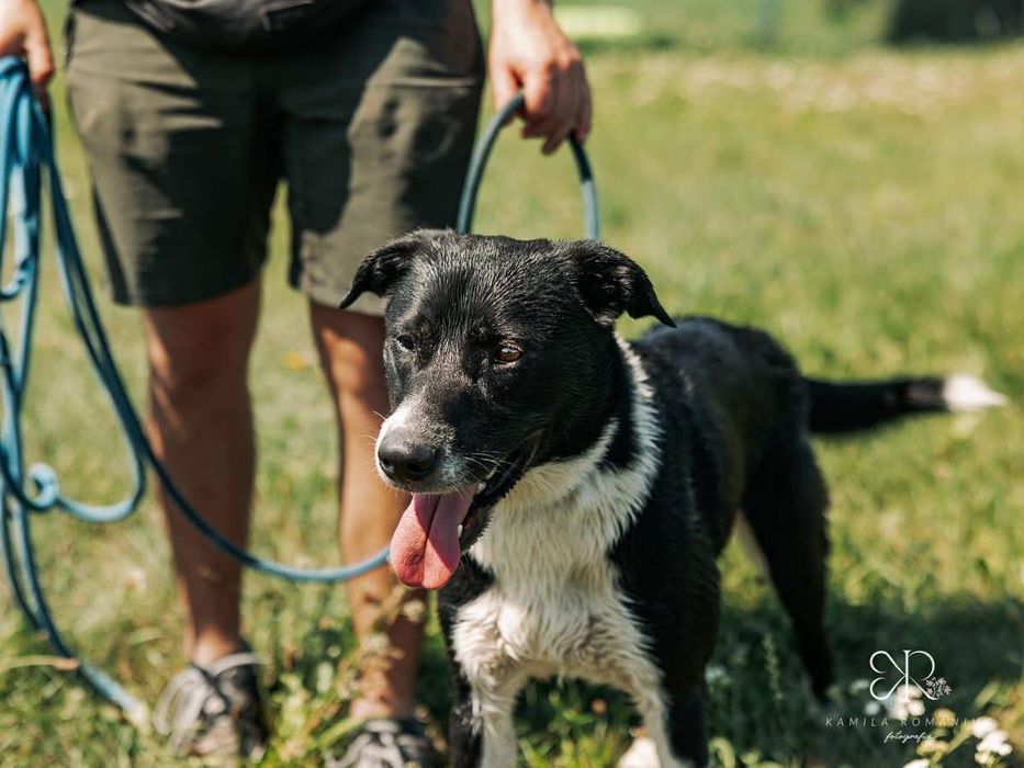 2 letni Timon w typie border collie i TTB szuka domu stałego lub tymcz