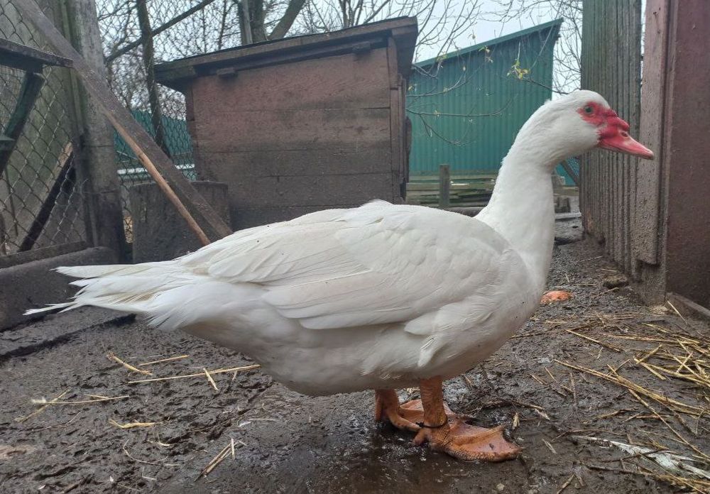 Мускусні індокачури та індокачечки німецької лінії