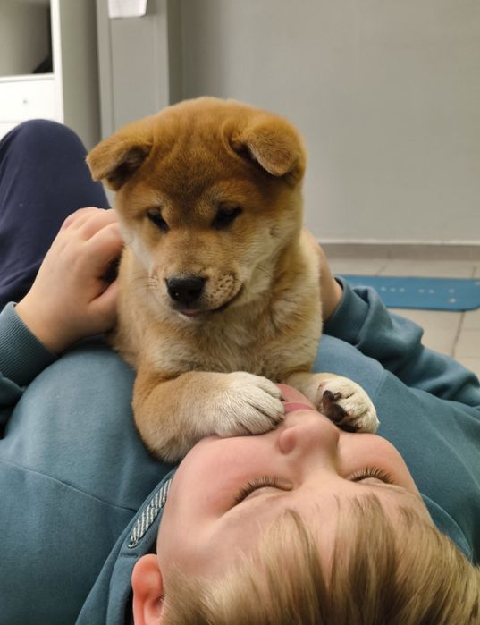 Shiba Inu śliczny piesk ZKwP/FCI