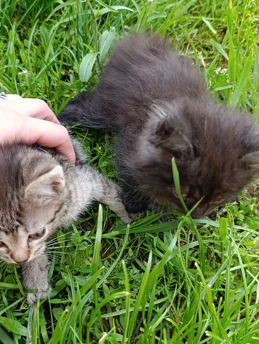 Котята в добрі руки