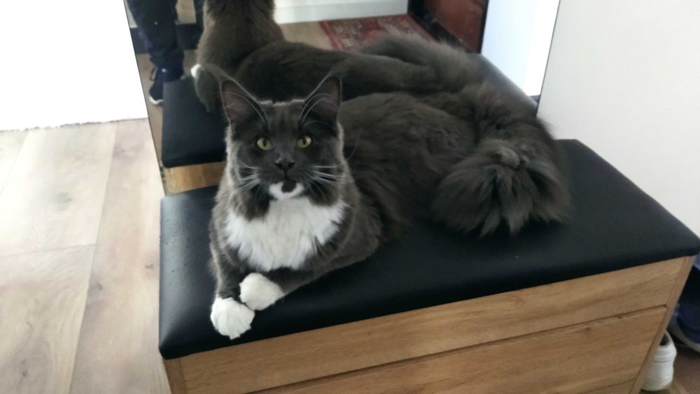 Kotka Maine Coon CLEO