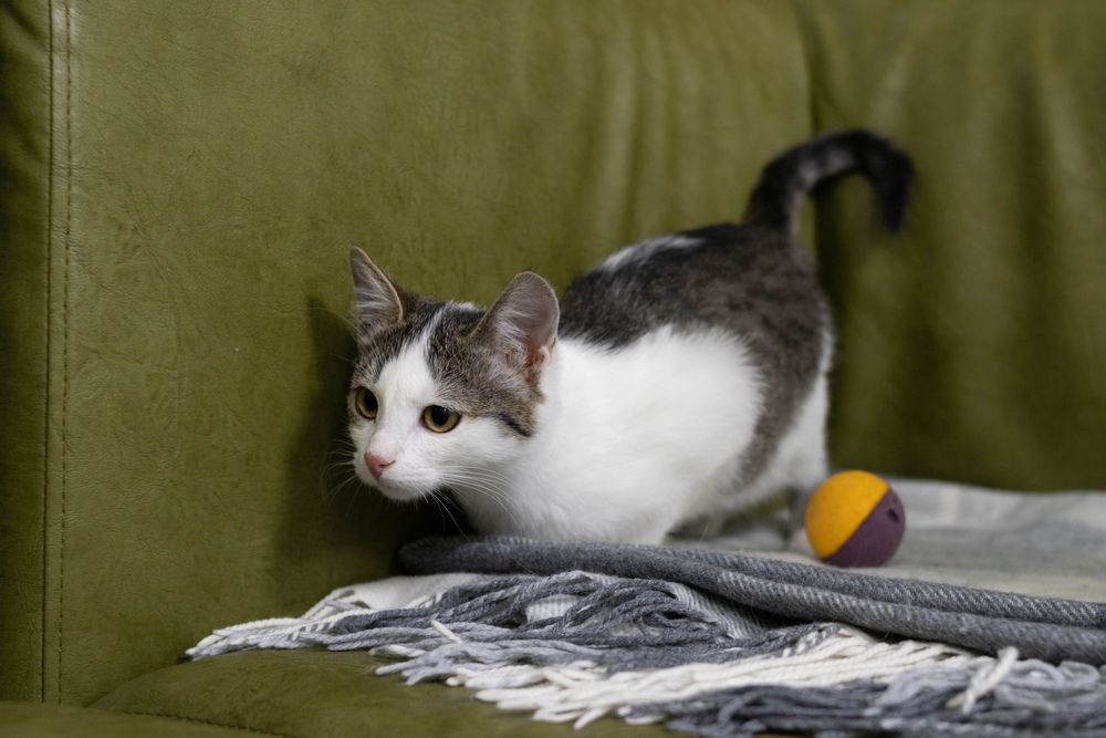 Кішечка, кошенятко маленьке