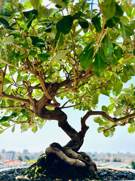 Bonsai Eleagnus Umbelatum. 24 anos. Originário do Japão