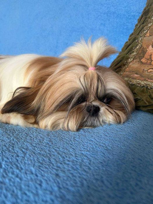 Неймовірна красуня ши тцу КСУ у найкращі ручки буде дрібненька