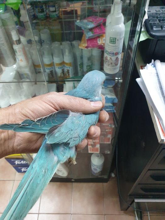 Ring neck demosticados