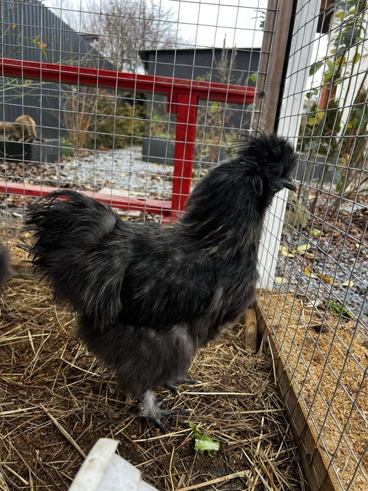 Кури Китайські шовкові (півники)