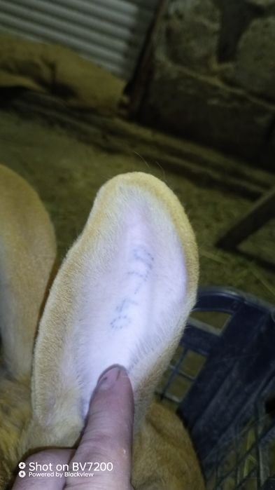 Кролики бургундці