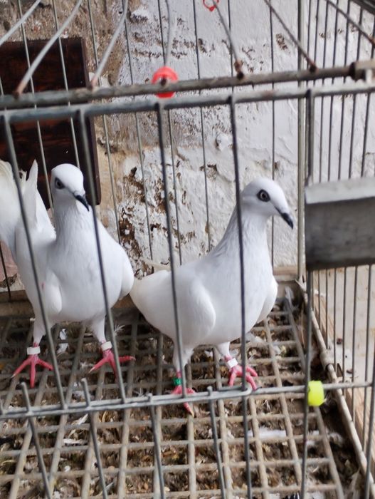 Jasne wyloty i na białych