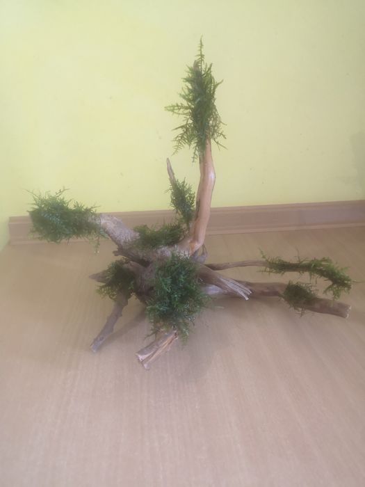 Korzeń do akwarium z mchem Climacium Japonicum