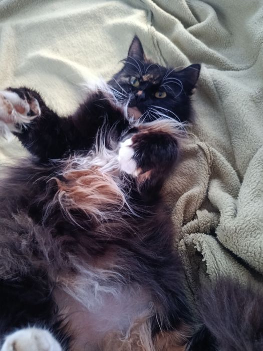 Віддам кішечку  в добрі руки