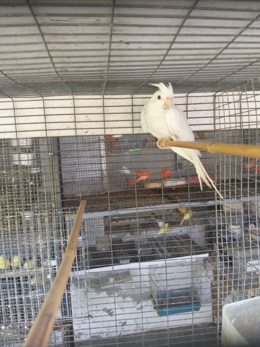 Várias Aves disponíveis
