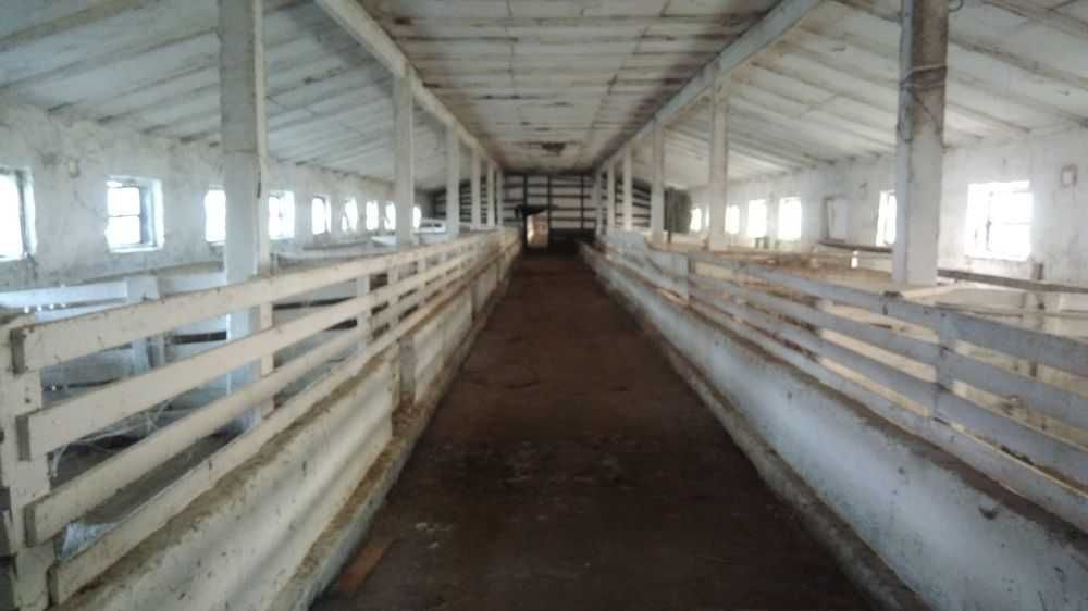 Ферма Киевская обл. Обуховский р-н