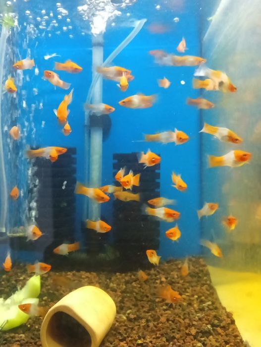 Mieczyk Koi dwukolor