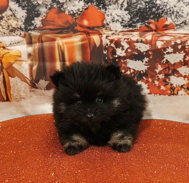 Spitz  Macho  pequenino