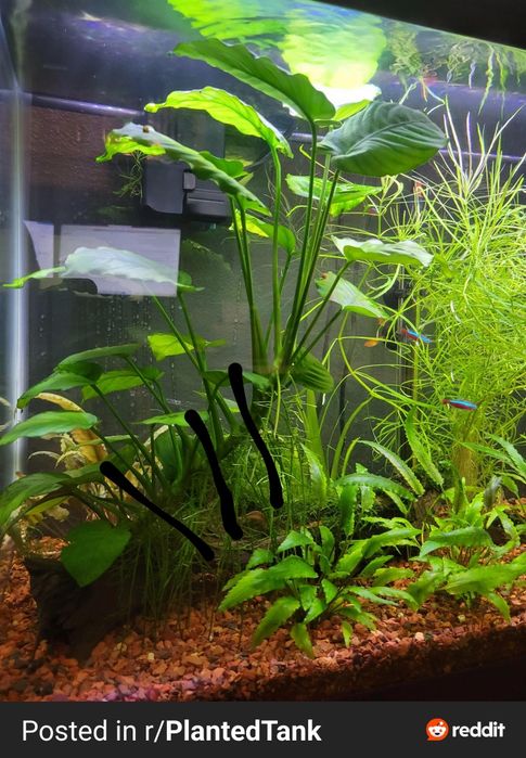 Planta Anubia grande aquario