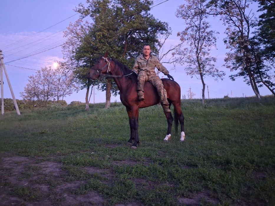 жеребець,    кінь.