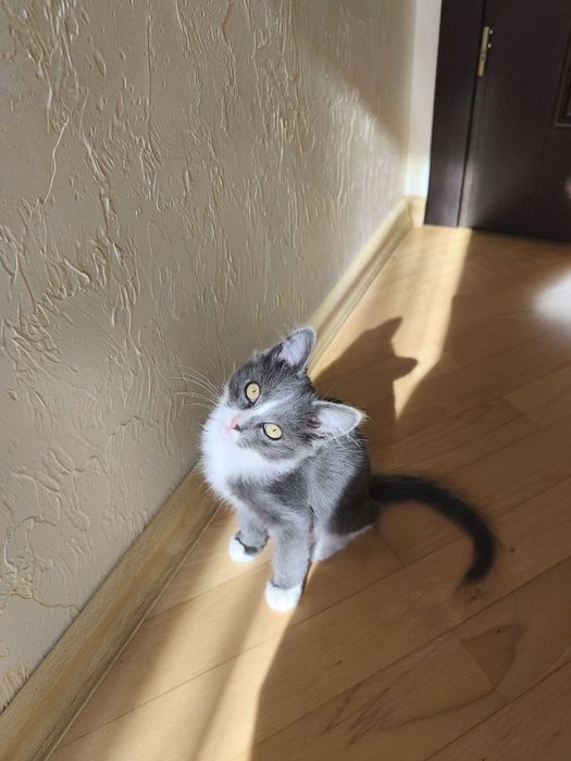 Котик кошеня у добрі руки