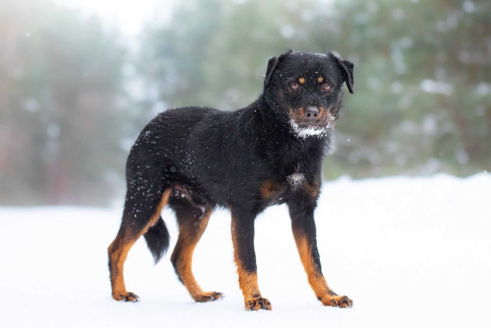 AVEO - mały, terierowaty, nieśmiały, delikatny