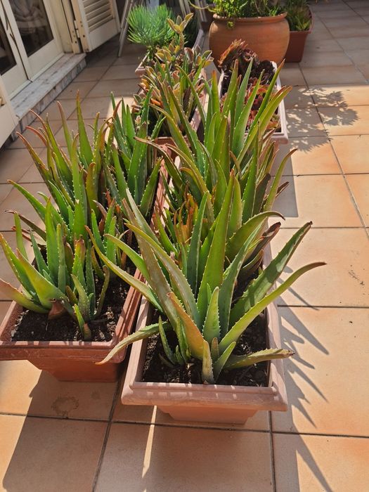 Plantas em vasos de barro e floreiras