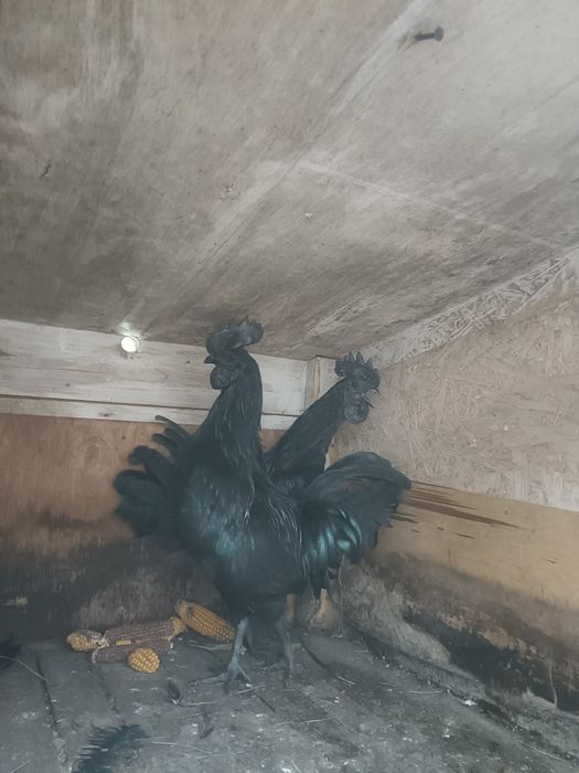 Para ayam Cemani