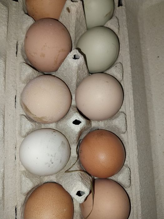 Ovos caseiros e frescos