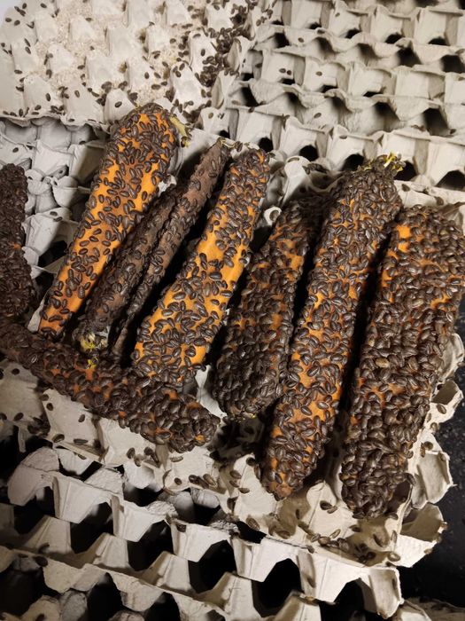 Sprzedam Wyleg Karaczana Argentynskiego