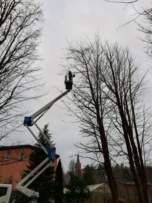 Wycinka przycinka drzew i żywopłotu
