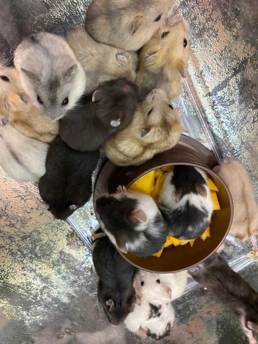 Джунгарик - домашній вихованець