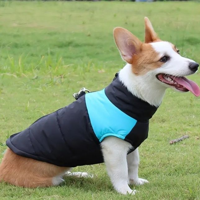 Одяг для собак та котиків