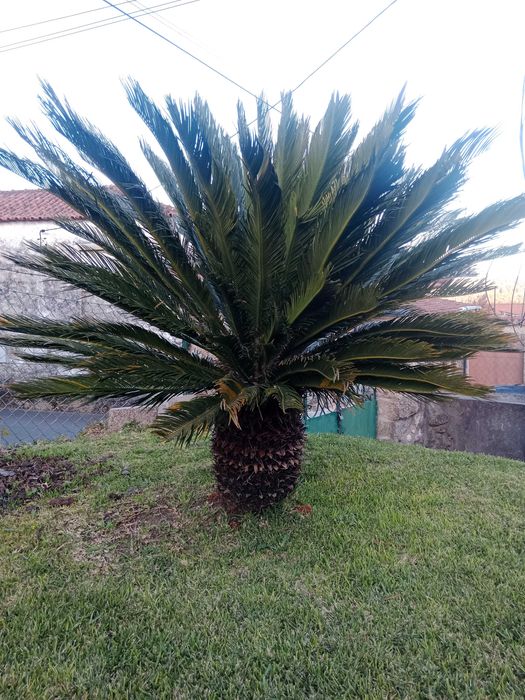 SICA adulta na terra
