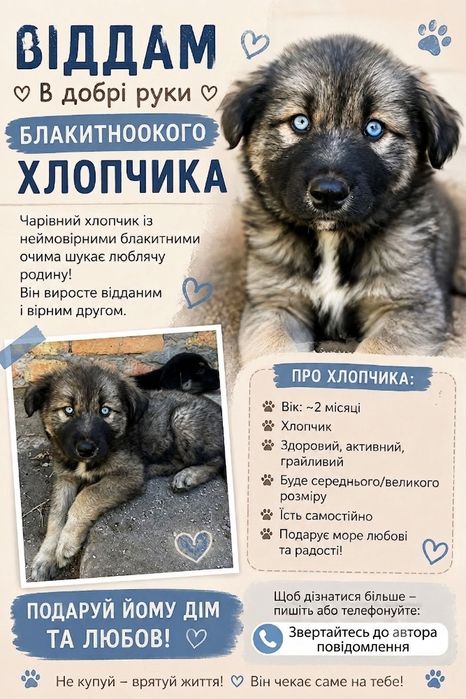 Цуценята здорові, активні, мають гарний апетит та вже готові переїжджати до нових господарів.